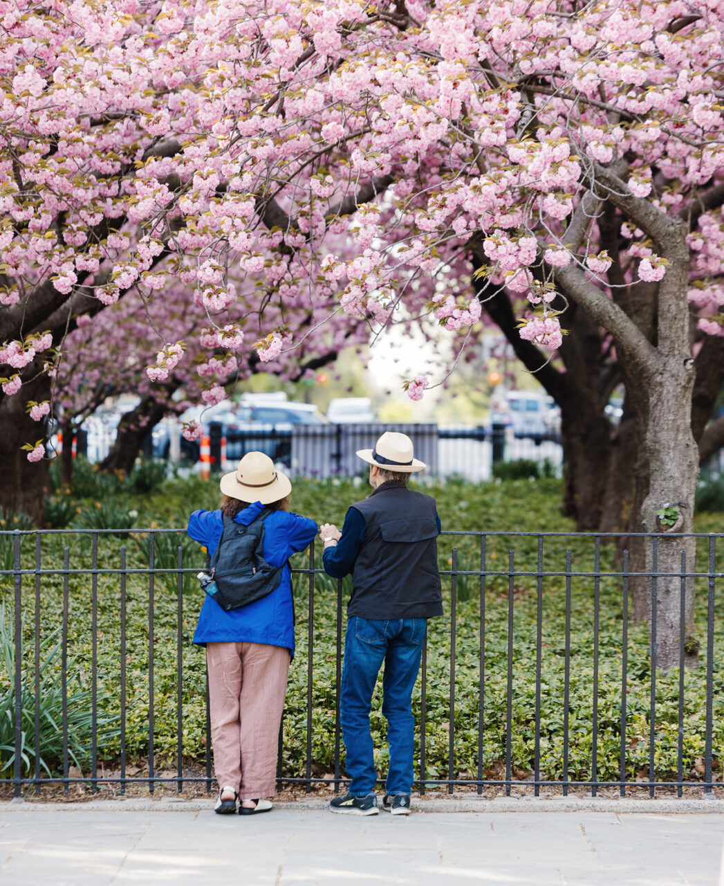 People looking at cherry blossom trees at Upper East Side park near 85 East End Avenue luxury apartments in NYC.